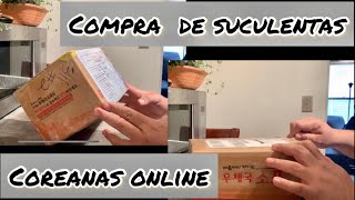 Compre suculentas coreanas online