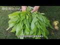 如何种出吃不完的【油麦菜 a菜】 注意事项 下冰雹从种子到收获 不招虫 不施肥 不间苗 懒人菜