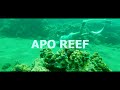 Freediving in Apo Reef