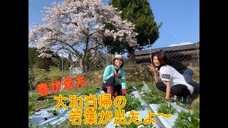 2021年　 奈良県宇陀市　大和当帰の春