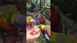 Feeding the Lorikeets.  So much joy!!! #cuhavingfun #funwithfriends #hotmessexpress #lorikeets