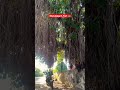 mandalgarh fort bhilwara rajasthan shorts viral explore