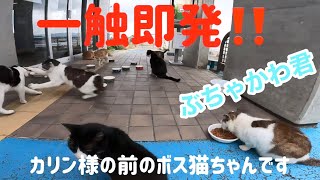 凶暴猫カリン様の前のボス猫ちゃん登場‼️ぶちゃかわ君とも一触即発‼️ Ferocious cat