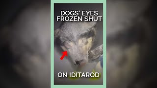 DISTURBING: Dogs’ Eyes FROZEN Shut on Iditarod Trail #shorts