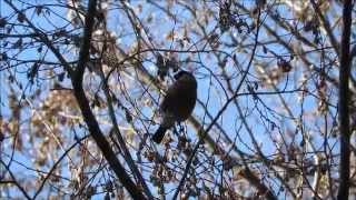 ウソのシルエット－神戸市立森林植物園－2015 01 24