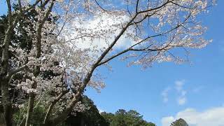 花鎮め  -  疫病退散 神社祈願