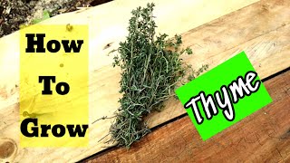 How to grow Thyme from seeds- unique method