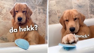 My Dog Reacts to Face Scrubber