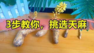 3步教你选天麻，野生和种植