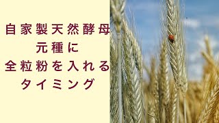 【自家製天然酵母】元種に全粒粉をいれるタイミングとは　フルーツ酵母　自家製天然酵母　パン教室　教室開業　大阪　奈良　東京　福岡　名古屋