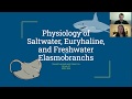 Physiology of Saltwater, Euryhaline, and Freshwater Elasmobranchs