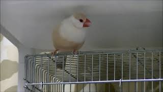 20210613、もっちくんチモ！、毎日更新、９羽ヒナ文鳥、ヒナ錦華鳥、文鳥、Java Sparrow、もっち、ここ、くりたん、ちむちむ、ぶんちょる、クリーム文鳥