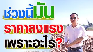 ช่วงนี้มันราคาลงแรงเพราะอะไร?