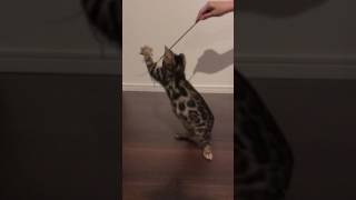 おもちゃを威嚇する子猫