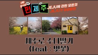 펀제주의 제주 LIVE 제주로 수다떨기 바야흐로 벚꽃의 계절이 왔어요~