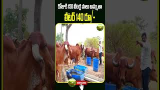 రోజుకి 150 లీటర్ల పాలు అమ్ముతా.. లీటర్ 140 రూ/- |Shorts| High Milk Gir Cow Diary Farm | KirantvRythu