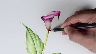 색연필로 꽃그리기 /draw flowers with color pencils