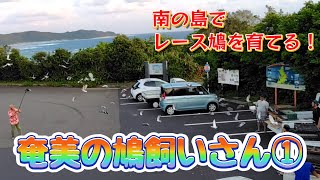 島で楽しむ鳩レース！「奄美の鳩飼いさん」①