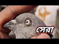 হাটের কবুতর গুলো ভালো মানের ছিলো🥰