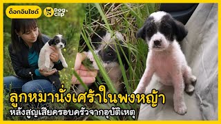 ลูกหมานั่งเศร้าในพงหญ้า หลังสูญเสียครอบครัวจากอุบัติเหตุ | Dog's Clip