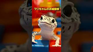 レオパと久しぶりに遊びました🦎#shorts