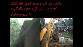 Elephant Akurambada නිකිණි පුන් පොහෝ දා ගමට පැමිණි වන අලියාට උනේ මොකක්ද ?.