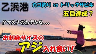 乙浜港でアジのサビキ釣りしたら連発入れ食い！カゴ釣りとトリックサビキでアジを狙いながら色んな魚種を狙い五目達成！大漁♪