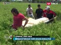 May4t Wanita Tanpa Bus4na di Tengah Sawah Ditemukan Warga Jombang - iNews Pagi 12/03