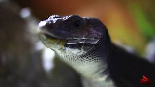 Ocellated lizard Melanistic - Timon lepidus melanistic