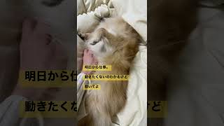 犬ゴロゴロ #ポメチワ #dog #チワポメ #いぬ #犬#まだ3歳#ちわわ