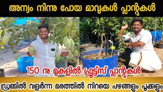 ഡ്രമ്മിൽ വളർന്ന മരങ്ങൾ നിറഞ്ഞു കായ്ച്ചു| Best Ever Fruits Plants Nursery in kollam#fruit #plant