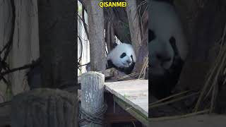 三妹突然探出小脑袋 简直太可爱噜 #pandacub #cute #giantpanda #animals #pandachina #funny #cutepanda #zoo #パンダ君 #パンダ君