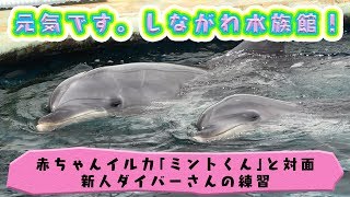 元気です。しながわ水族館！第３弾「イルカの赤ちゃん「ミントくん」ご対面＆新人ダイバーさんの練習」【日刊スポーツ】