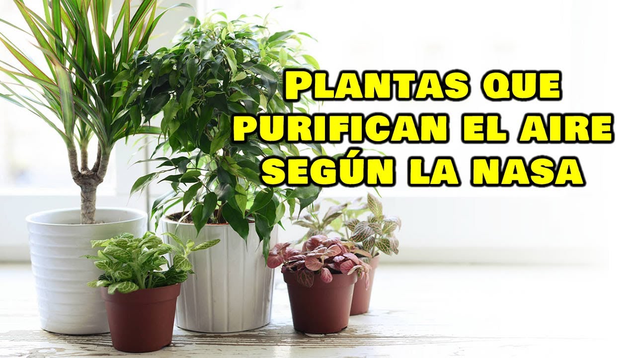 5 Plantas Para Purificar El Aire De Tu Casa Según La NASA - YouTube