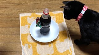 初めて猫を見たメントスコーラの反応がこちらです。Cat vs Mentos cola