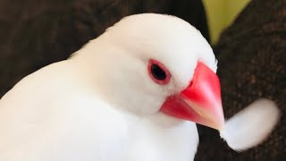 【文鳥】かわいい仕草7連発♬【Java sparrow】Cute movements