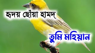 হৃদয় ছোঁয়া হামদ্। Tumi Mohiyan। তুমি মহিয়ান।Bangla gojol 2021। Holy Islam।