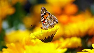 Releasing A Butterfly
