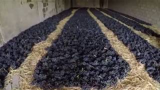 Let's time to dry the grapes in Gevorkian Winery