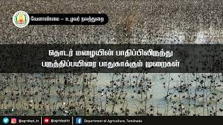 தொடர் மழையின் பாதிப்பிலிருந்து பருத்திப்பயிரை பாதுகாக்கும் முறைகள் !