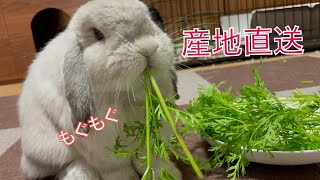 ゆきちゃん贅沢な生お野菜【うさぎ専門農家直送】三種盛る