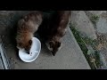 チョッピリ「笑顔」を見せてくれたタヌキ君（笑）japanese raccoon dog tanuki 【いなか猫２１１９】（番外編）