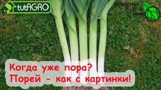 Когда убирать ЛУК-ПОРЕЙ? Что сделать с пореем в сентябре для вкусного и богатого урожая.