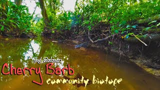 Cherry barb in the wild | ලේ තිත්තයා Sri lanka native fishes' community biotope E 02 | 1080p'60p FHD