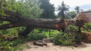 யாழில் வேரோடு சாய்ந்த நூற்றாண்டு பழமையான மலைவேம்பு! பாரிய அனர்த்தம் தவிர்ப்பு!!