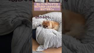 さすがに誤魔化せない！笑　#ポメラニアン #pomeranian #きなこ