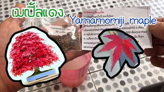 เพาะเมล็ด เมเปิ้ลแดง Yamamomiji maple bonsai หรือเมเปิ้ลญี่ปุ่น