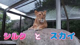 親子のシルク💖\u0026スカイ🦁【挨拶できましたね(^_-)-☆スカイ君】のんほいパーク　2023.9.9