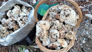 Tìm được chỗ mới nhiều nấm TÙNG NHUNG còn rất tươi mọc bạt ngàn 🇨🇦1039》 Matsutake 松茸 송이