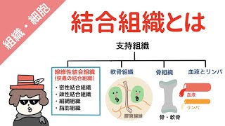 【結合組織の分類】密性結合組織、疎性結合組織、脂肪組織、細網組織